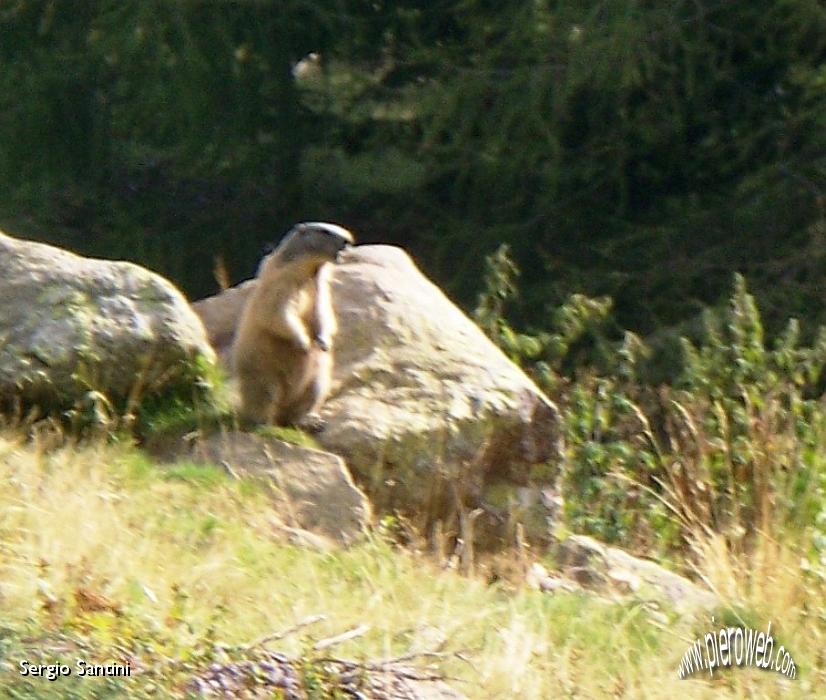 25 Marmotta di sentinella.JPG